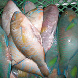Parrot fish 