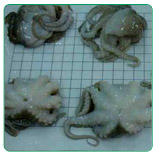 Baby Octopus WC